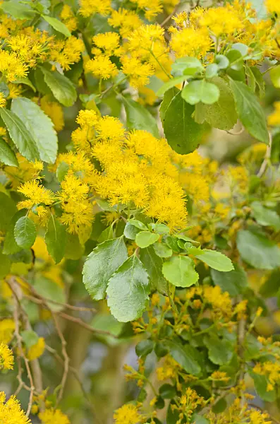 533361 - Azara serrata 'Andes Gold'