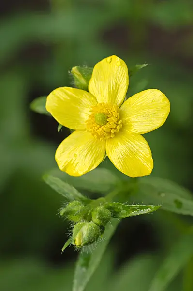 479033 - Azores buttercup (Ranunculus cortusifolius)