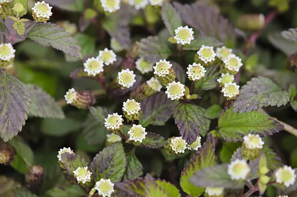 524160 - Aztec sweet herb (Lippia dulcis)