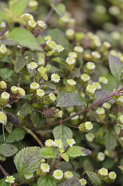 524161 - Aztekisches Süßkraut (Lippia dulcis)