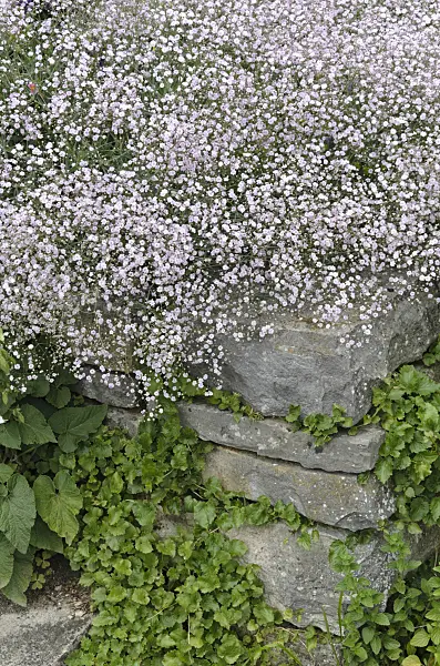 497348 - Baby's breath (Gypsophila paniculata)