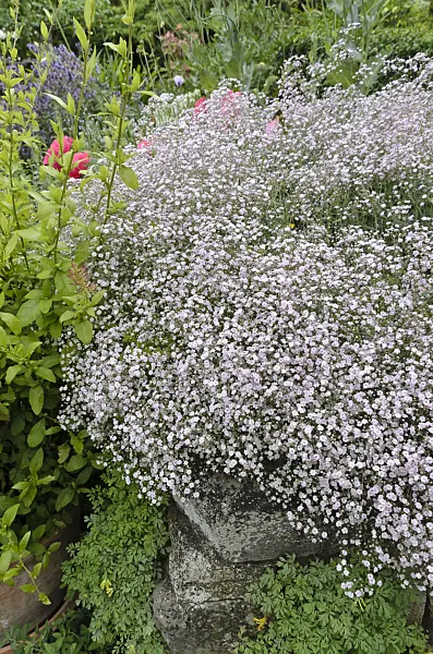 497349 - Baby's breath (Gypsophila paniculata)