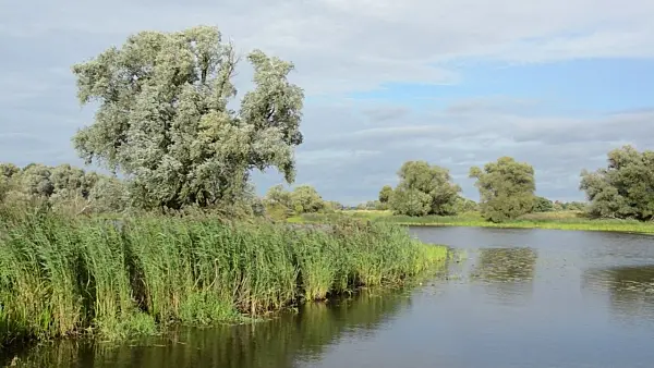 500061 - Back water of Oder River, Lower Oder Valley National Park, Germany