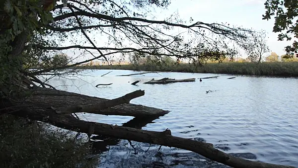 501139 - Back water of Oder River with overturned tree, Lower Oder Valley National Park, Germany