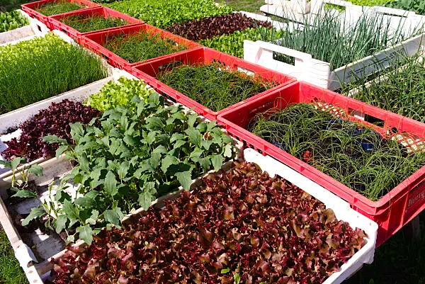 672065 - Bacs de culture avec jeunes plants