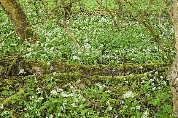 508039 - Bärlauch (Allium ursinum)