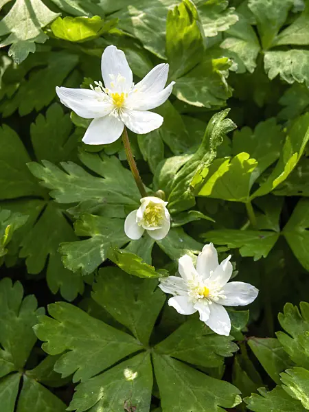 459009 - Baikal anemone (Anemone baicalensis)