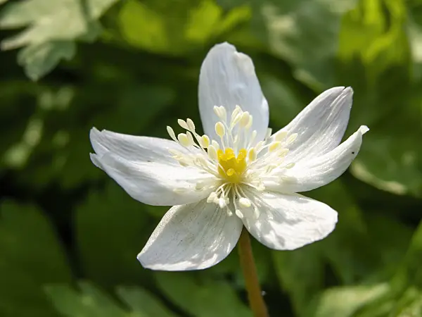 459010 - Baikal anemone (Anemone baicalensis)