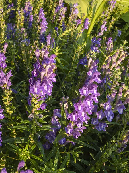 403074 - Baikal skullcap (Scutellaria baicalensis)