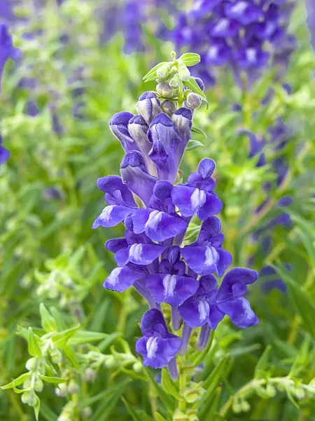 439185 - Baikal skullcap (Scutellaria baicalensis)