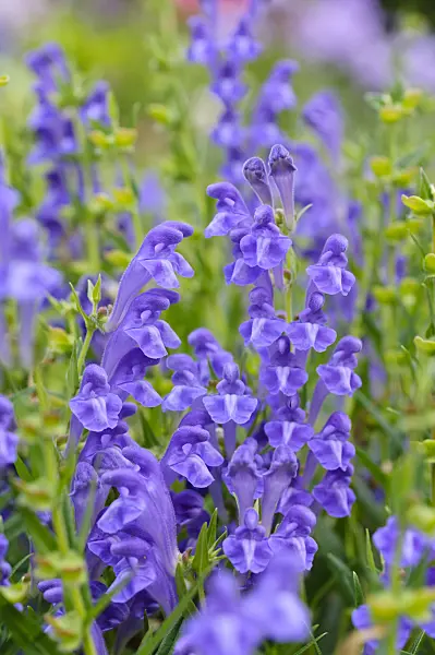 474189 - Baikal skullcap (Scutellaria baicalensis)