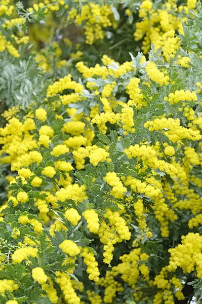 467036 - Bailey's wattle (Acacia baileyana)