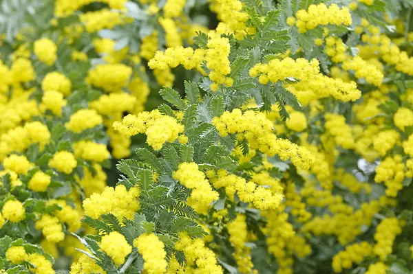 467037 - Bailey's wattle (Acacia baileyana)