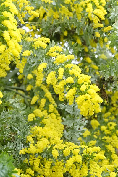467038 - Bailey's wattle (Acacia baileyana)