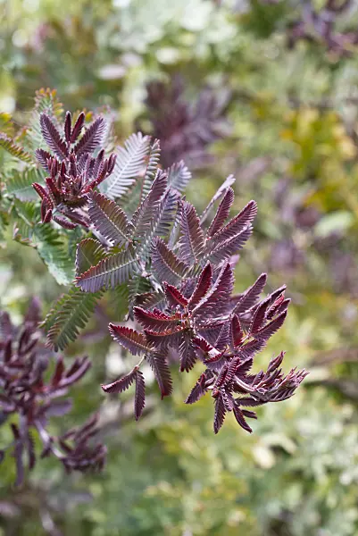 557016 - Bailey's wattle (Acacia baileyana)