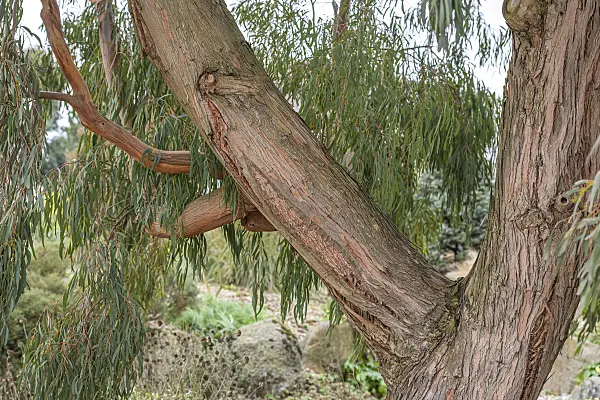 625105 - Bailey's wattle (Acacia baileyana)
