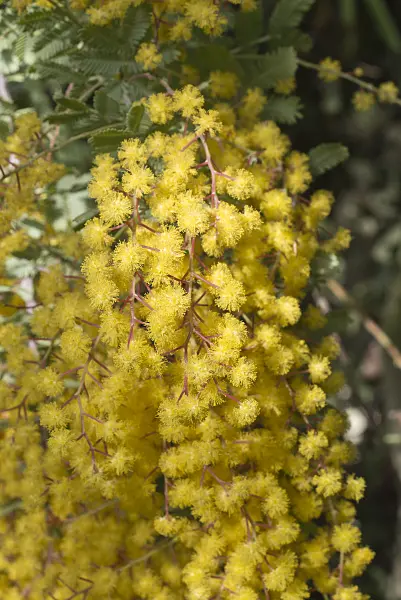 608002 - Bailey's wattle (Acacia baileyana 'Purpurea')