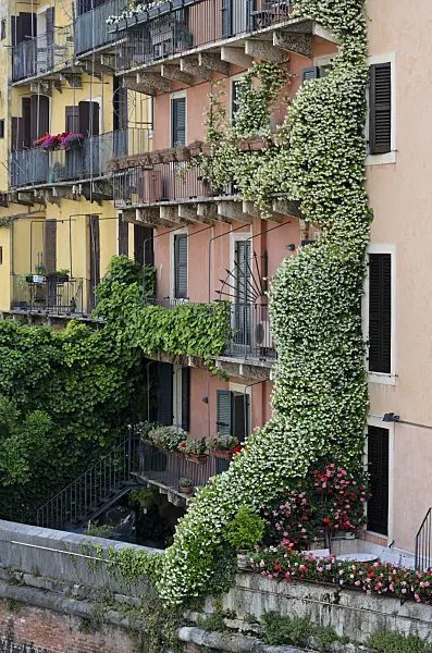 568037 - Balconies with star jasmines (Trachelospermum) and pelargoniums (Pelargonium), Verona, Italy