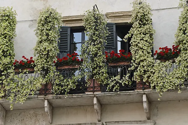 568060 - Balconies with star jasmines (Trachelospermum) and pelargoniums (Pelargonium), Verona, Italy