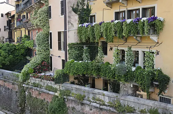 568038 - Balconies with star jasmines (Trachelospermum), petunias (Petunia) and pelargoniums (Pelargonium), Verona, Italy
