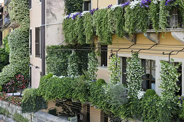 568039 - Balconies with star jasmines (Trachelospermum), petunias (Petunia) and pelargoniums (Pelargonium), Verona, Italy