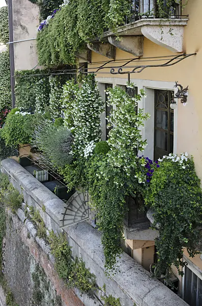 568040 - Balconies with star jasmines (Trachelospermum), Verona, Italy
