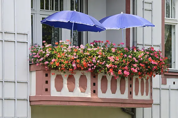 475016 - Balcony with geraniums