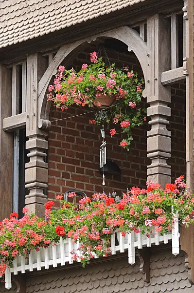 475028 - Balcony with geraniums