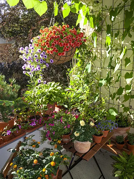 462170 - Balcony with numerous potted plants