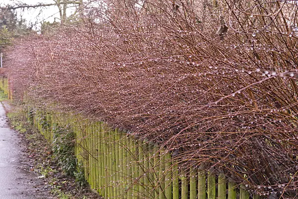 578023 - Bald branches with raindrops