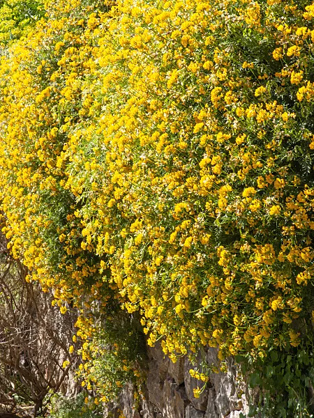 424089 - Balearen-Hufeisenklee (Hippocrepis balearica)