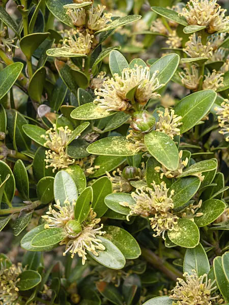 424011 - Balearic boxwood (Buxus balearica)
