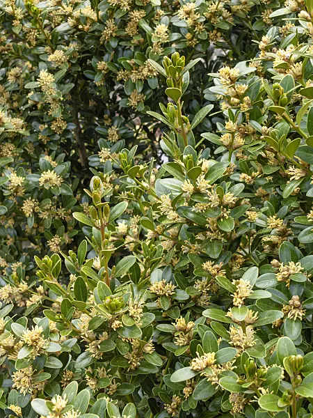 424033 - Balearic boxwood (Buxus balearica)