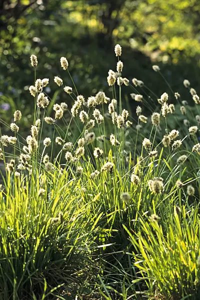 389019 - Balkan blue grass (Sesleria heufleriana)