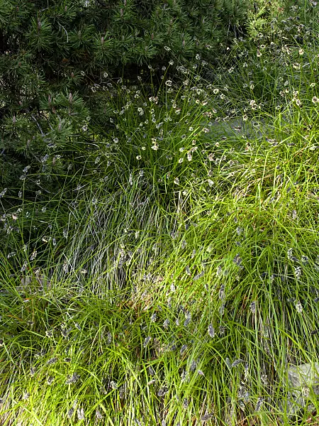 459007 - Balkan blue grass (Sesleria heufleriana)