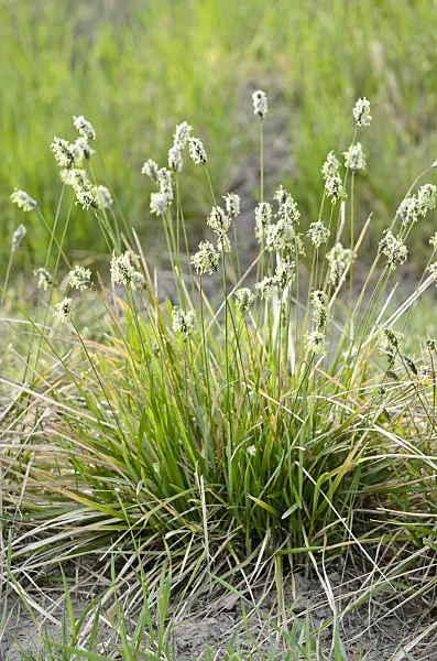 519068 - Balkan blue grass (Sesleria heufleriana)