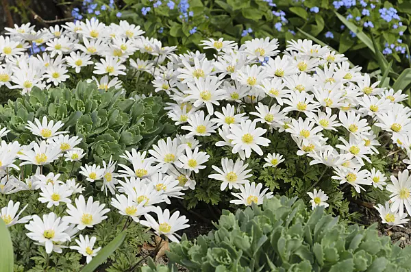 495089 - Balkan-Windröschen (Anemone blanda 'White Splendour')