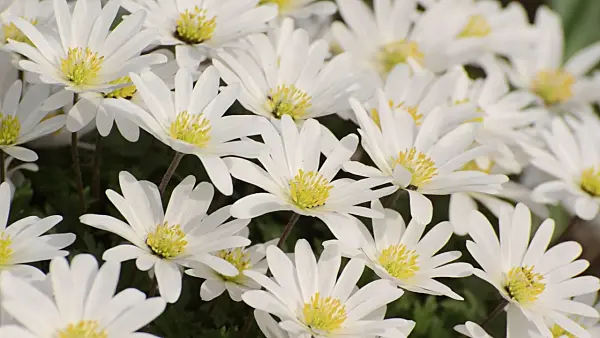 495102 - Balkan-Windröschen (Anemone blanda 'White Splendour')