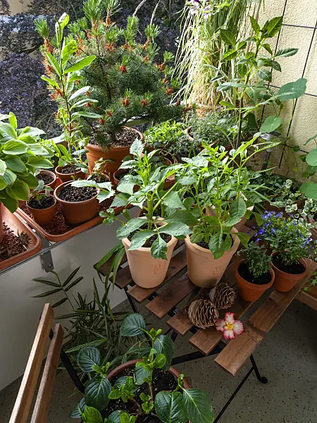 461164 - Balkon mit zahlreichen Topfpflanzen