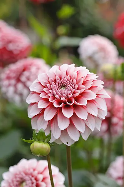 476127 - Ball dahlia (Dahlia Fubuki Red and White)