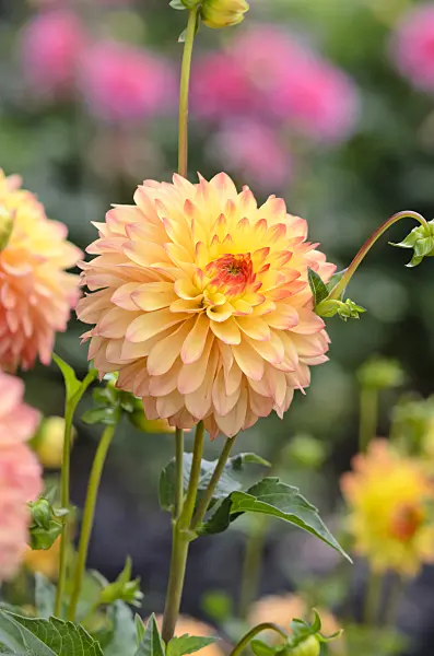 548052 - Ball dahlia (Dahlia Gazani)