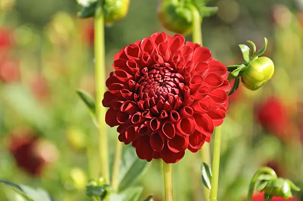 487285 - Ball dahlia (Dahlia Nescio)