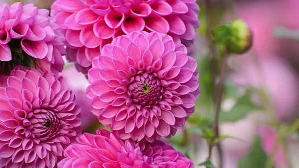 501087 - Ball dahlia (Dahlia Sandra)