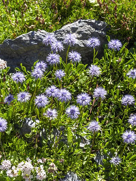 439320 - Ball flower (Globularia)