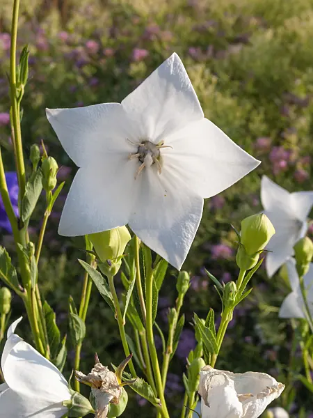 403002 - Balloon flower (Platycodon grandiflorus)