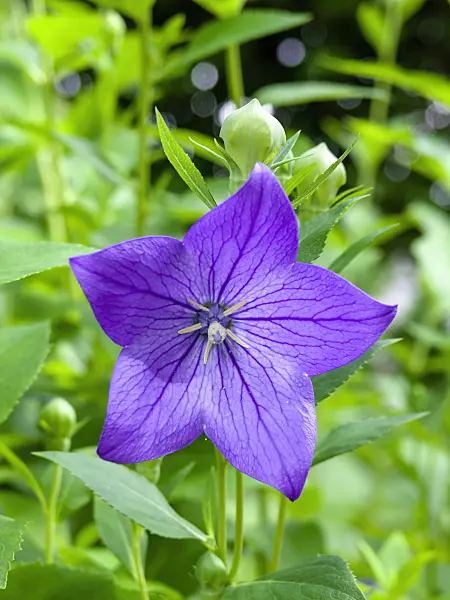 427042 - Balloon flower (Platycodon grandiflorus)
