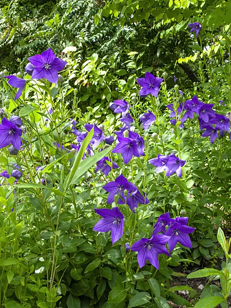 427043 - Balloon flower (Platycodon grandiflorus)