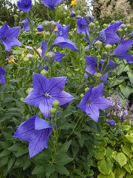 403031 - Balloon flower (Platycodon grandiflorus 'Mariesii')