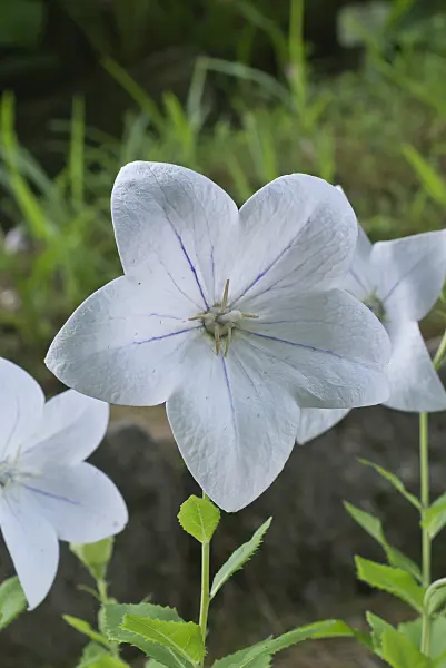 558337 - Balloon flower (Platycodon grandiflorus 'Mariesii Alba')