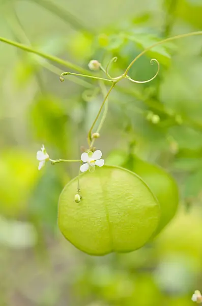 536177 - Balloon plant (Cardiospermum halicacabum)